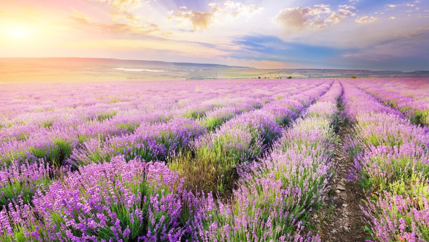 Fields of lavender, which is a key scent in the new Le Petit Marseillais line of products